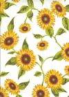 BEIGE95 petite Tournesols ecru allover